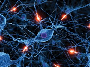 Suzanne Zeedyk - Brain Development -Trauma-0554-wBrainDev-Synapses-w